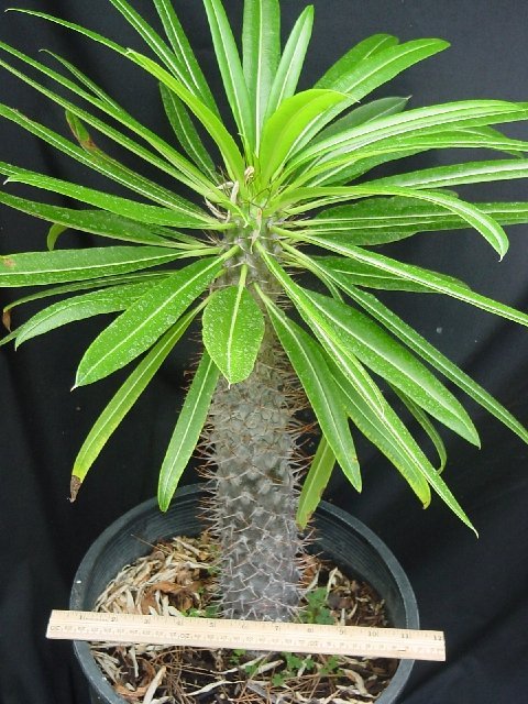 Pachypodium%20lamerei.jpg